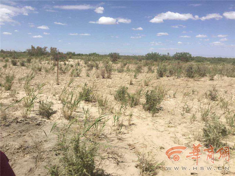 纯野生黑枸杞怎么辨别,市场上假的黑枸杞