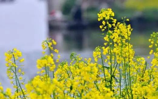 震惊！常州这些地方竟然这么黄！