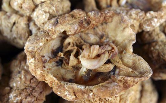 胎盘属于胎儿的一部分吗,胎盘是鸟卵吗