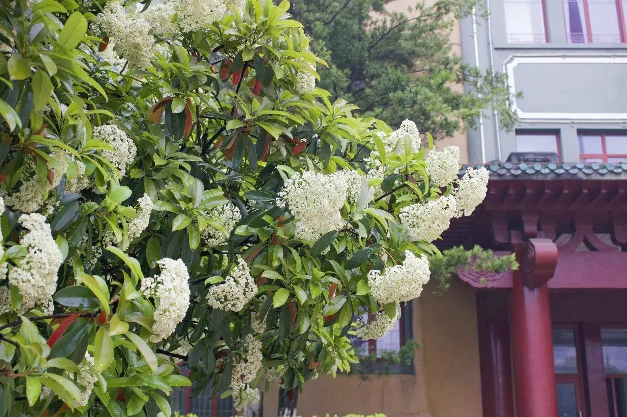 校园开启.avi模式，全因那石楠花开