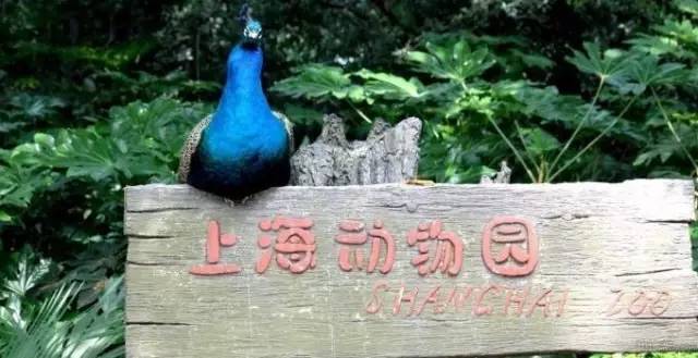 上海奉贤一日游最佳景点一览表,上海宝山区最值得去的五个景点