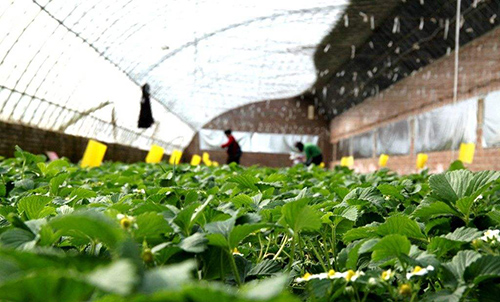 撸起袖子加油干砥砺前行,撸起袖子加油干谱写致富新篇章