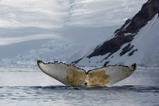 真正的南极风景,去南极可以看到什么风景