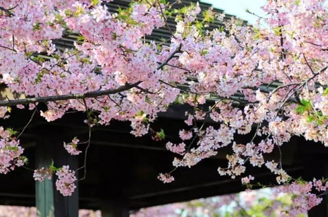 上海降温下雨了吗最近,上海降温最新通知