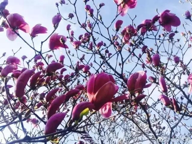 美爆了春天好去处,天津春天赏花的地方有哪些推荐