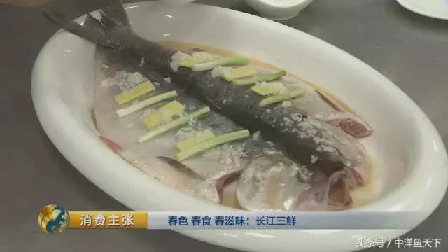 鲥鱼和刀鱼的鲜美,刀鱼鲥鱼河豚被称为长江三鲜