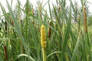 中草药蒲黄炭,中草药蒲黄配方