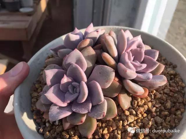 一入肉坑深似海下一句,一入肉坑深似海