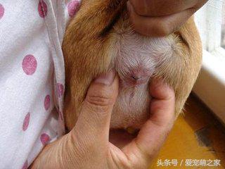 泰迪价格最低多少钱,泰迪最低价格是多少