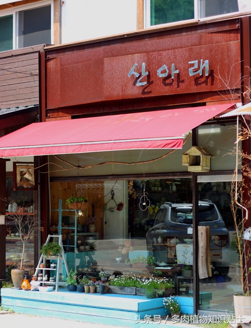 探访韩国多肉植物基地，中韩多肉大对比（二）