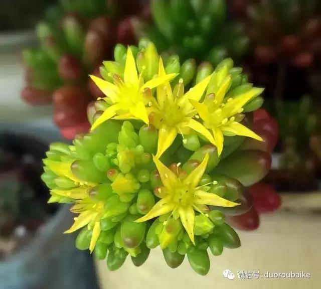 那些年我养过的多肉,这些年养过的花花草草