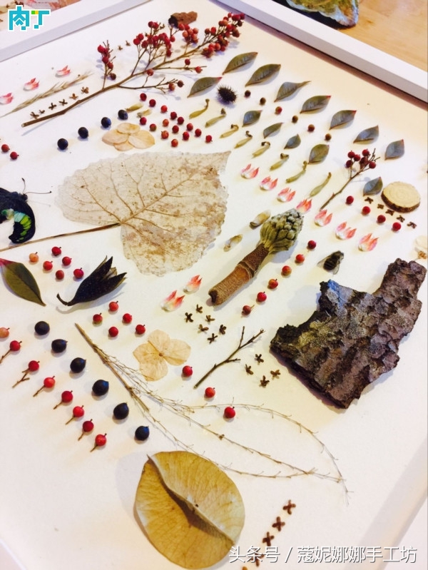 手工制作植物标本,手工标本制作植物花