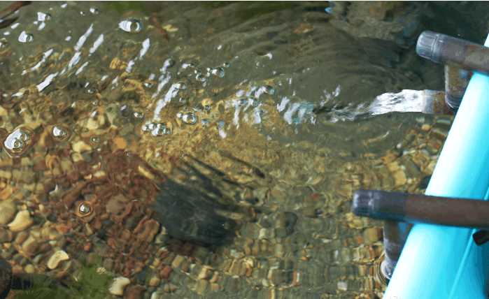 一个三米的鱼池需要多钱,一个观赏鱼池大概多少钱