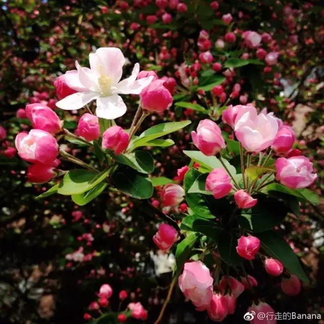 美爆了春天好去处,天津春天赏花的地方有哪些推荐