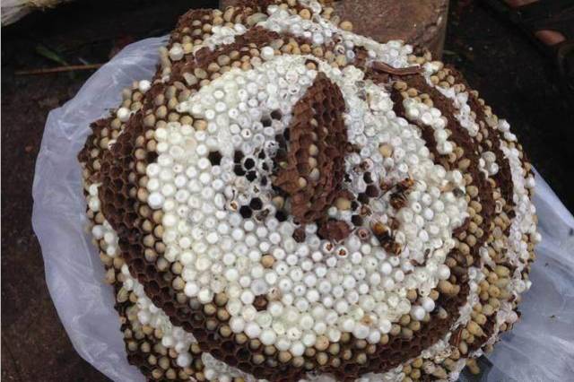 小时候山上的野果你还记得多少,还记得小时候这些野果吗