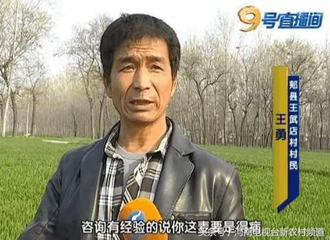 小麦扬花后麦叶尖发黄是怎么回事,小麦假化肥表现