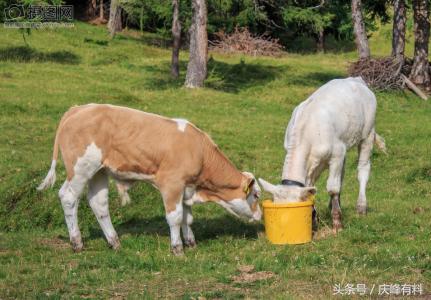 犊牛成活率提升项目简介,犊牛出生后如何管理成活率更高