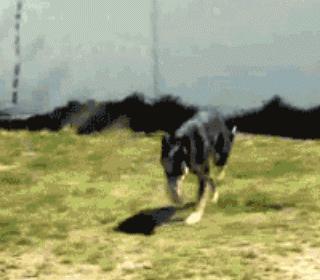 切洋葱熏眼睛,切洋葱搞笑段子