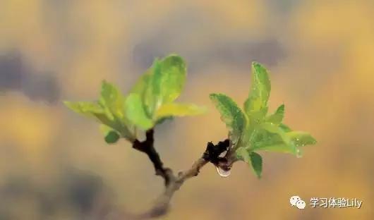 最后通牒的意思,最后通牒综艺