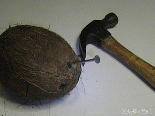 自制鱼洞,用椰子做窝