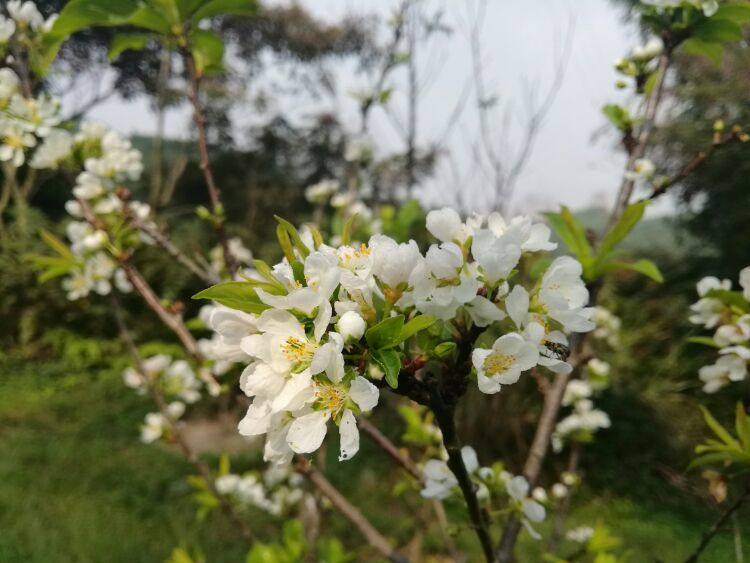 到中山的千年古刹古香林寺旧址周边山林探秘，感觉大自然太美啦
