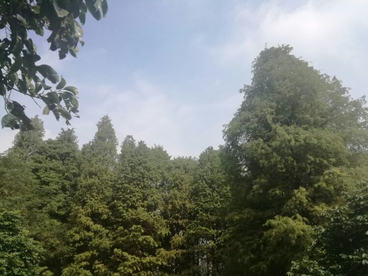 到中山的千年古刹古香林寺旧址周边山林探秘，感觉大自然太美啦