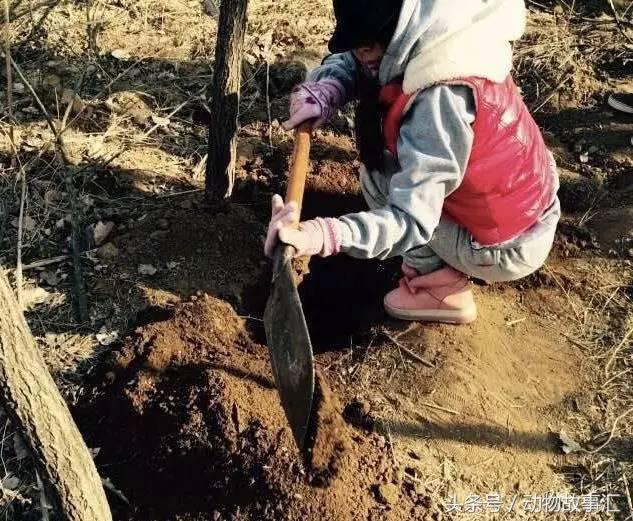 路上遇到被撞死的小动物怎么处理,高速上看到被撞死的小动物怎么办