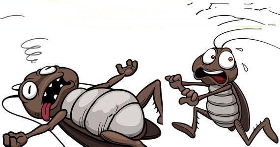 治蟑螂硼酸加土豆泥怎么灭蟑螂,彻底消灭蟑螂之冬天灭蟑螂的方法