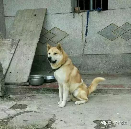 日本土狗为什么那么可爱,日本土狗是柴犬还是秋田犬