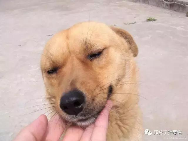 日本土狗为什么那么可爱,日本土狗是柴犬还是秋田犬