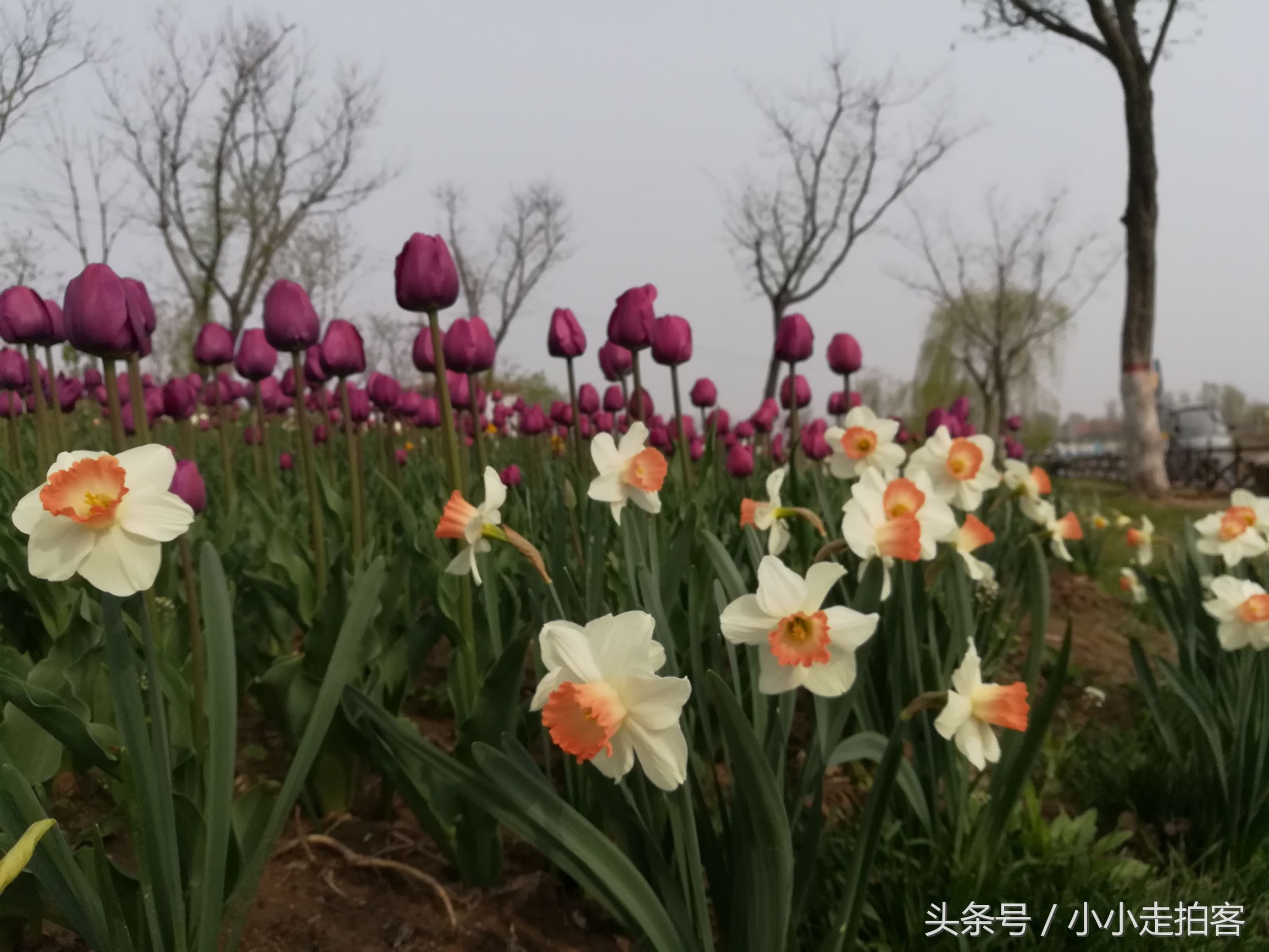 郁金香恶魔,传说中的郁金香种子