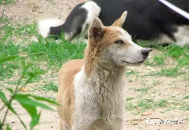 日本土狗为什么那么可爱,日本土狗是柴犬还是秋田犬