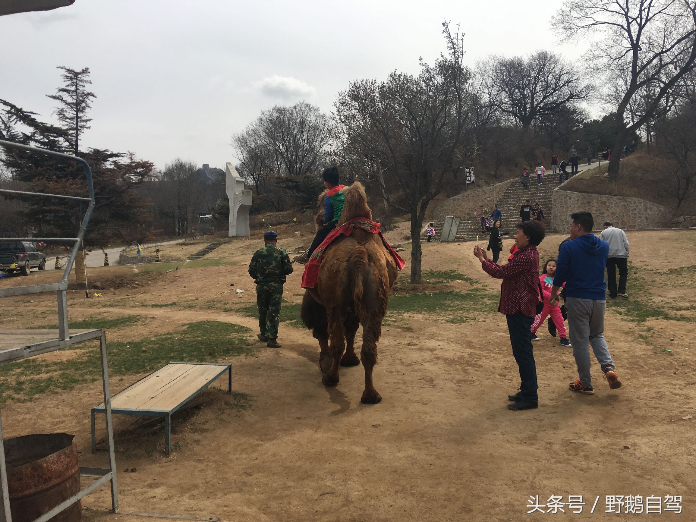 八达岭野生动物园野兽区,八达岭动物园自驾攻略大全