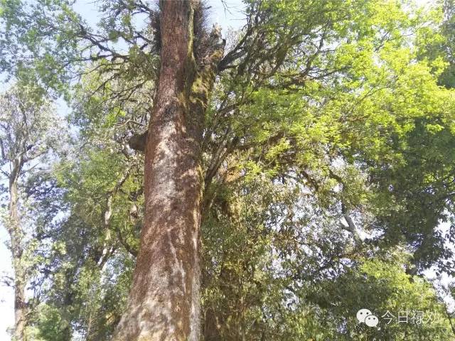 禄劝九龙石牛山原始森林,云南禄劝县团街镇卓干山原始森林