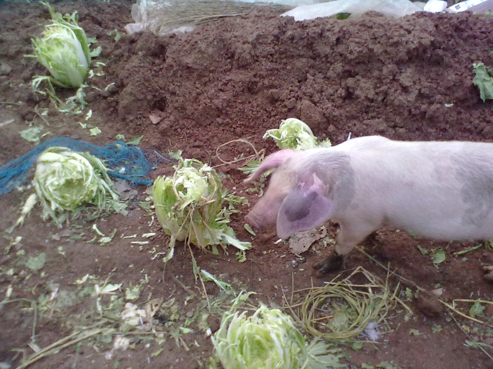 这些搞笑的段子笑得我满地找牙,有哪些令人笑到头掉的搞笑段子