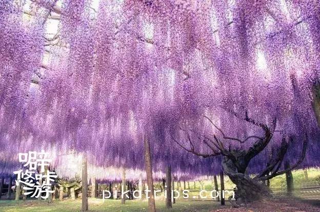 看日本樱花攻略,日本赏樱花最美的地方