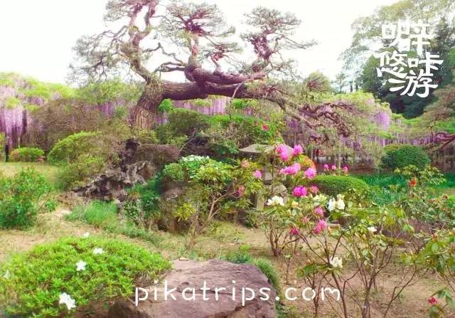 看日本樱花攻略,日本赏樱花最美的地方