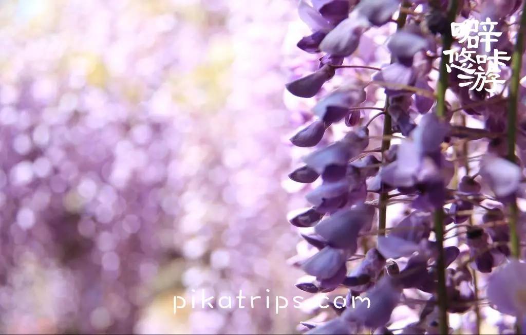 日本赏樱花最美的地方,日本春天看樱花攻略