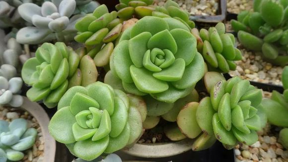 一股清香，一股青苹果香味的多肉植物百合丽丽，适合做多肉手捧花