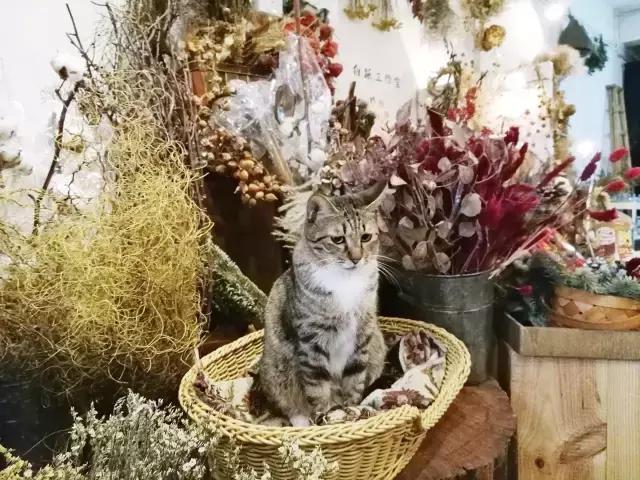 香港你不知道的地方,香港一定要打卡的深水埗