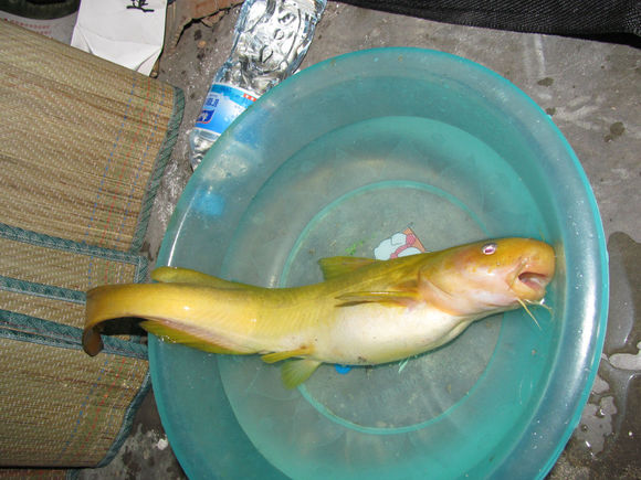 钓鱼的小虫子，有鱼必上钩，被誉为“动物人参”