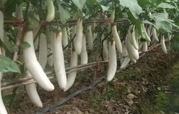 蔬菜种植没销路怎么办,蔬菜种植过程中资金不够该怎么办