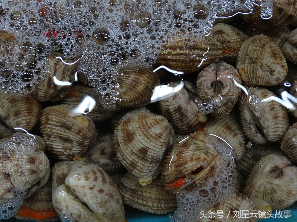 三亚哪里海鲜市场的品种多,三亚海鲜品种大全及介绍