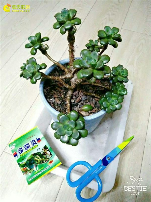 一个脚气患者的真实故事,关于癣有趣的故事