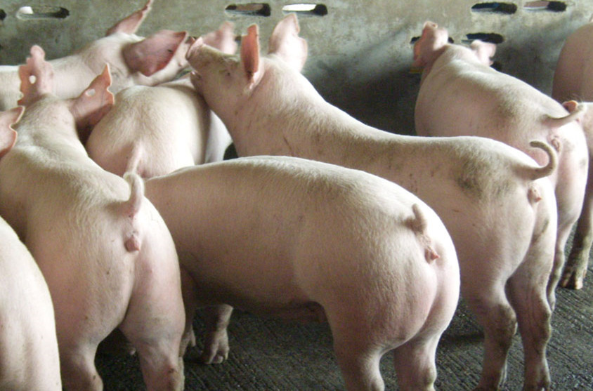 仔猪尾巴枯烂是什么病,仔猪尾巴烂死了