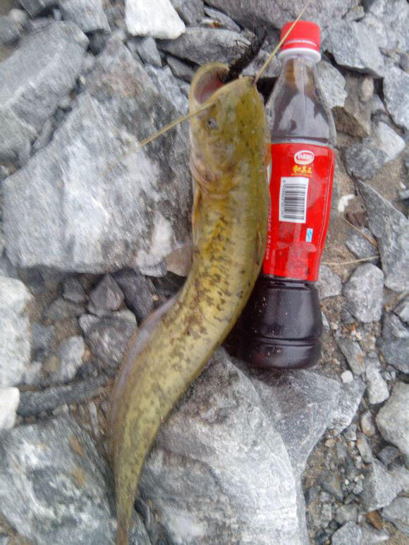 钓鱼的小虫子，有鱼必上钩，被誉为“动物人参”