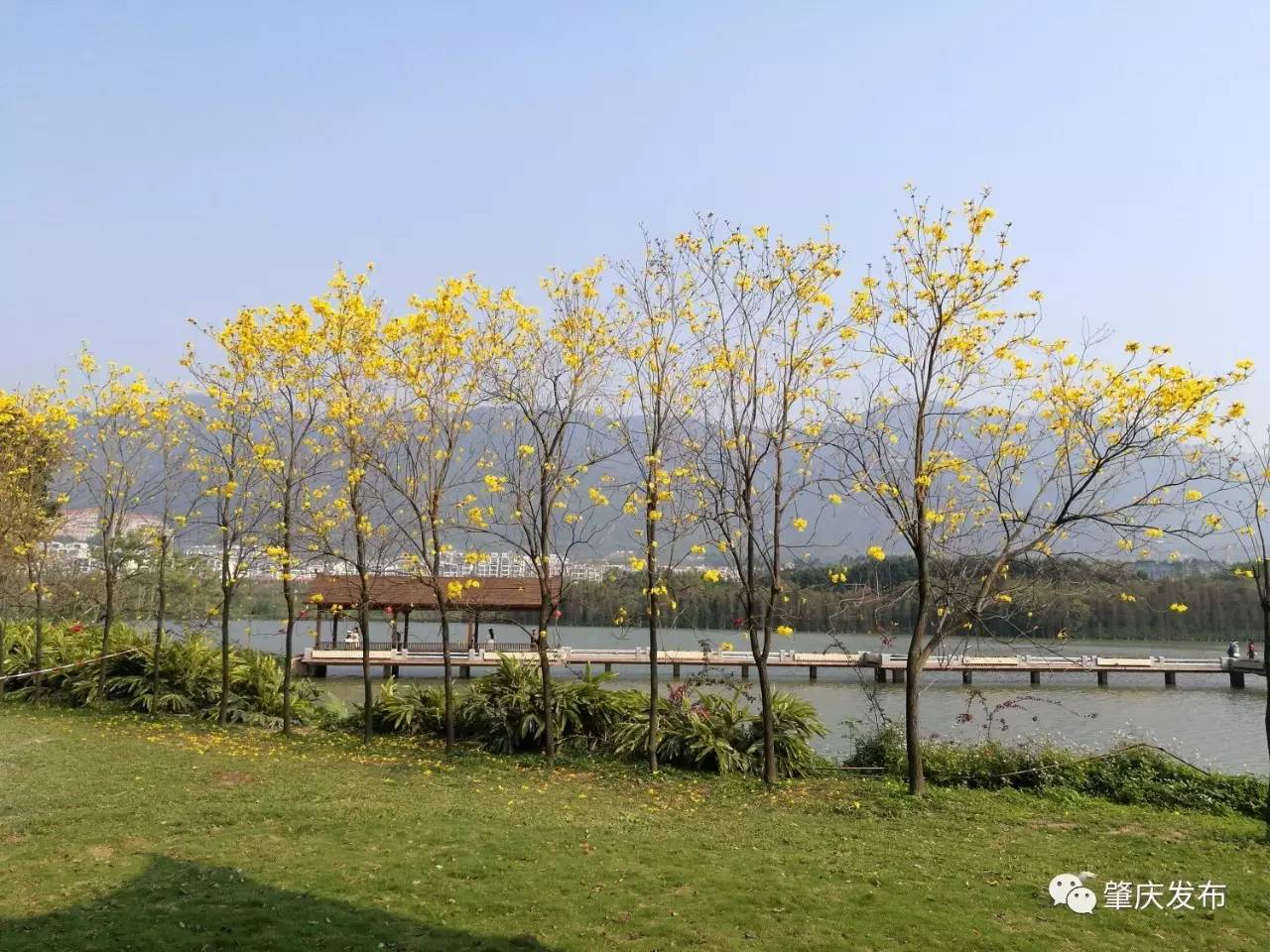 春暖花开正是踏青赏花的好时节,肇庆春日赏花的地方图片