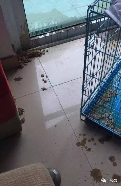 狗狗吃葡萄如何才能保住他的狗命,我家的狗狗养了四年差点死了