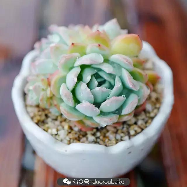 娇艳欲滴的多肉植物,春雨中多肉图片大全