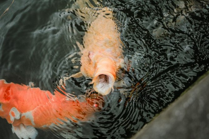 巴厘岛自由行5日游,巴厘岛天堂之旅